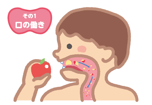 口の働き